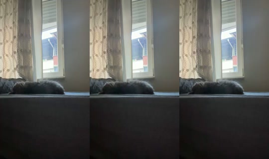 catlady_ Direkam pada 18 Jul 2026, 15.53