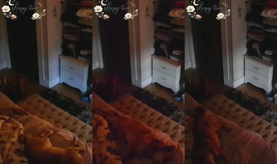 poppypnw's Stream - May 6, 2026, 12:34 PM