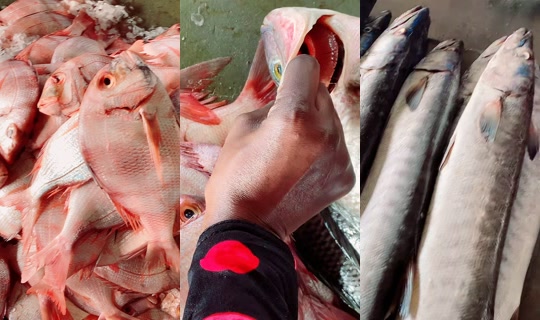 بث coumba.gn24 - 15 أبريل 2026، 9:01 ص