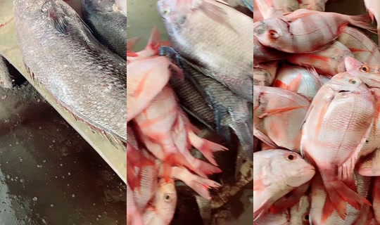 بث coumba.gn24 - 15 أبريل 2026، 9:17 ص