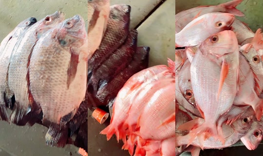 بث coumba.gn24 - 16 أبريل 2026، 9:17 ص