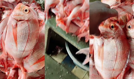 coumba.gn24의 방송 - 2026년 4월 19일 AM 11:14