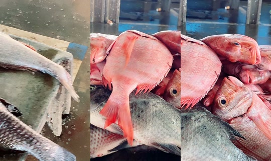 coumba.gn24의 방송 - 2026년 4월 19일 PM 12:06