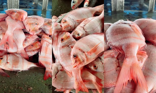 coumba.gn24의 방송 - 2026년 4월 19일 PM 2:17