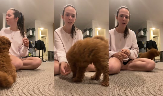 Transmisión de palomachat - 21 abr 2026, 10:30