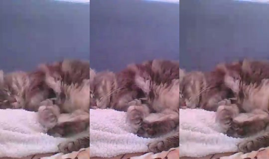 catlady_ Direkam pada 25 Jun 2026, 14.08