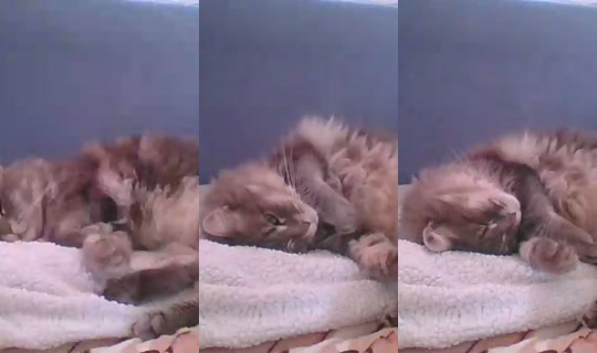 catlady_ Direkam pada 25 Jun 2026, 14.26