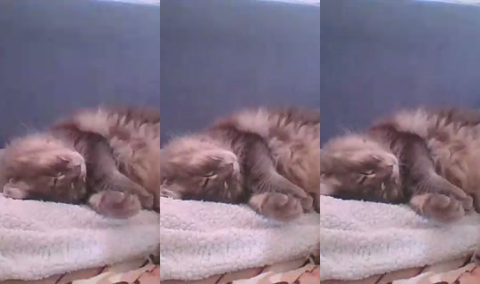 catlady_ Direkam pada 25 Jun 2026, 14.44
