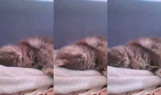 catlady_ Direkam pada 25 Jun 2026, 15.02
