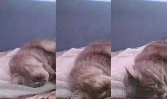 catlady_ Direkam pada 25 Jun 2026, 15.20